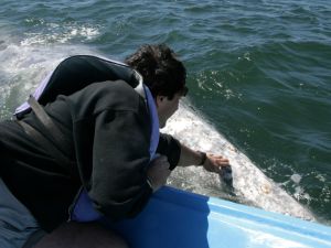 Whale Petting off Baja
